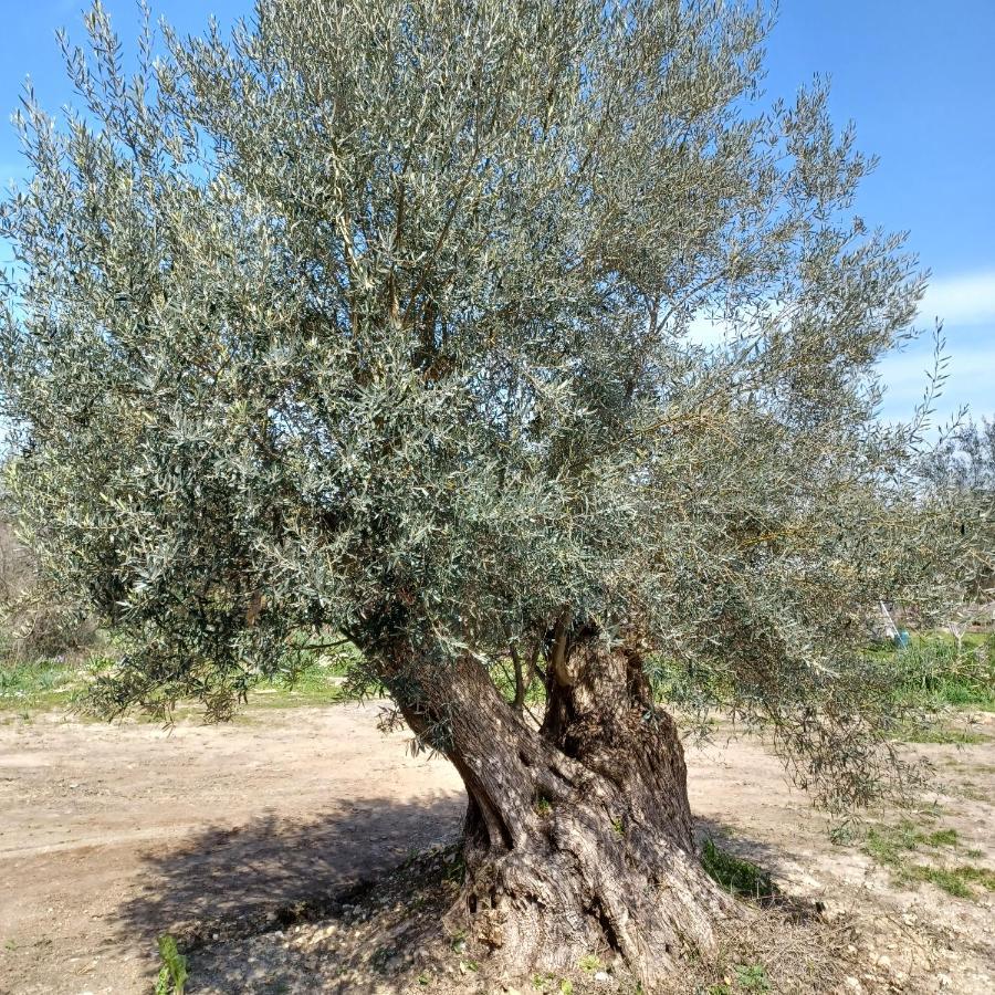 The Olive Tree fields Lygia - Τα χωράφια της ελιάς Λυγία Διαμέρισμα Εξωτερικό φωτογραφία